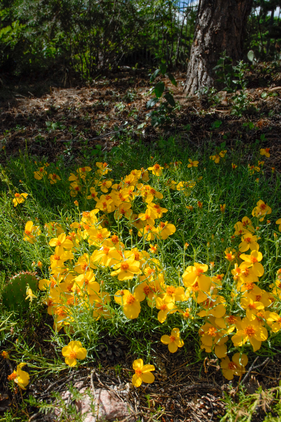 Prairie Zinnia